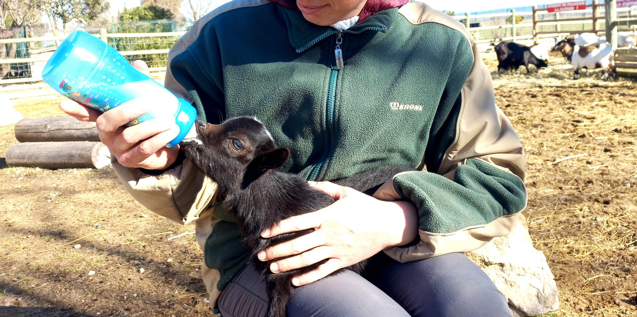 Nourrissage d'un bébé chèvre - Corbi Park